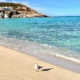 Eine Möwe am Sandstrand Cala Mesquida
