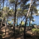 Pinienwald Cala Monjo, Mallorca